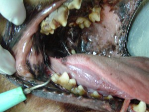 Boca de perro con mucho sarro y enfermedad periodontal grave.