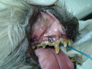 Boca de un perro con mucho sarro y enfermedad periodontal grave.