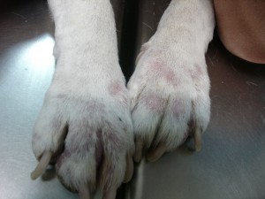 Lesiones características de pododermatitis y uñas largas.